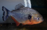 Pygocentrus Cariba M Piranha Cariba